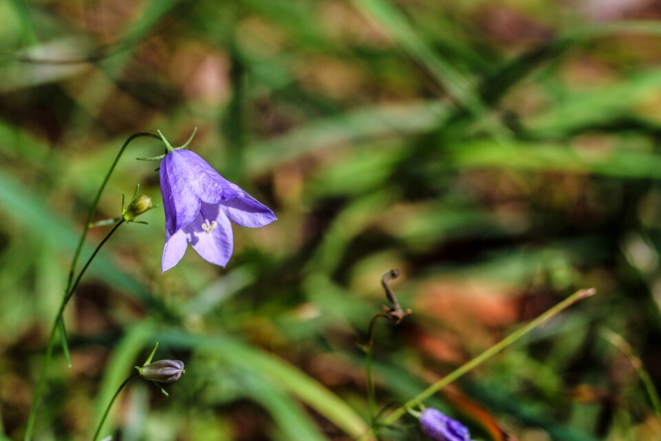 Blue green summer flower