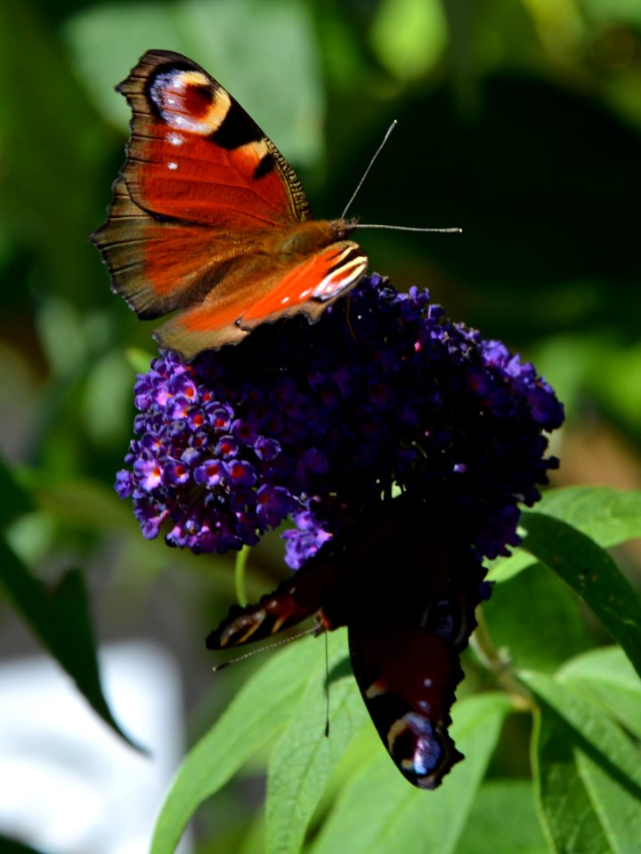 Zwei Pfauenaugen (Aglais io) an Flieder