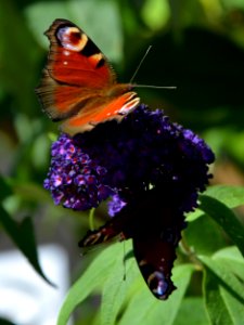 Zwei Pfauenaugen (Aglais io) an Flieder
