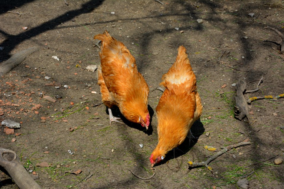 Zwei gelbe Sachsenhuhn Hennen