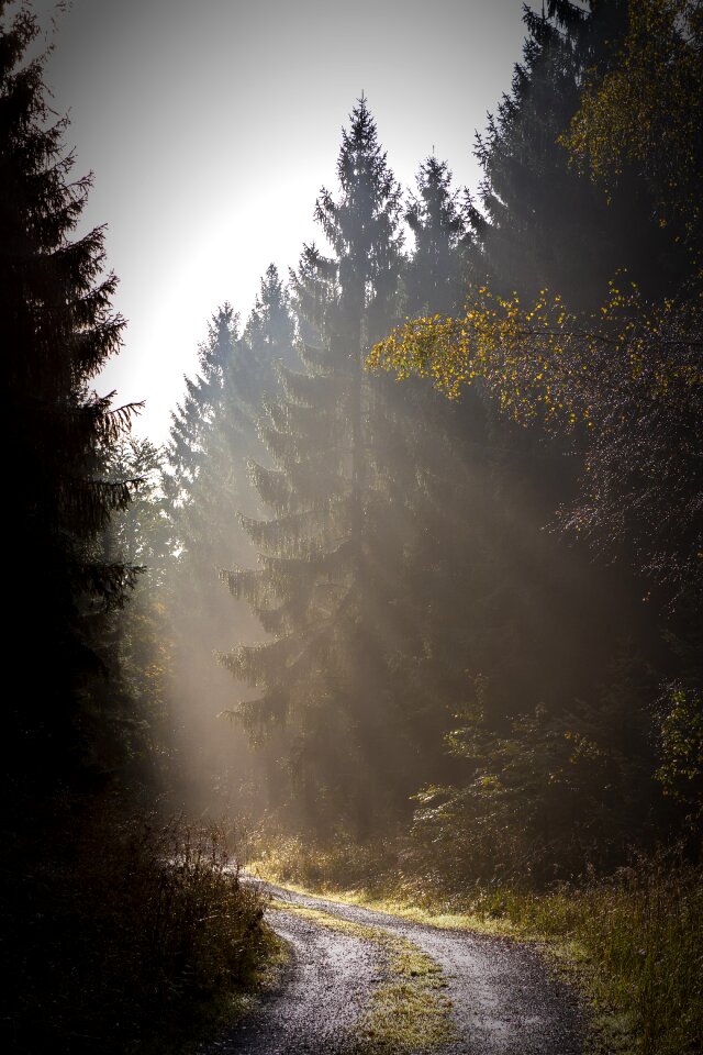 Hiking trees forest path