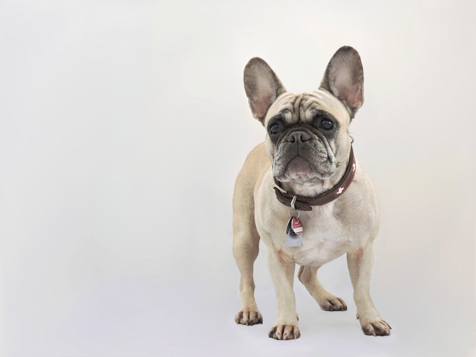 Dog purebred dog pet
