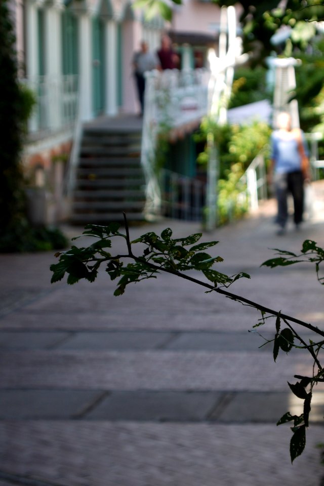 Zweig.in.Gasse.original