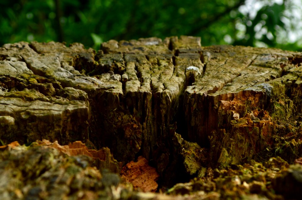 Forest nature landscape