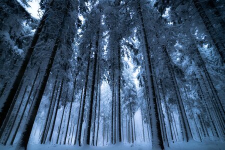 Nature wood winter photo