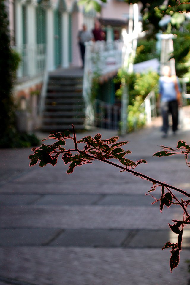 Zweig.in.Gasse.mit.Fokus-Peaking