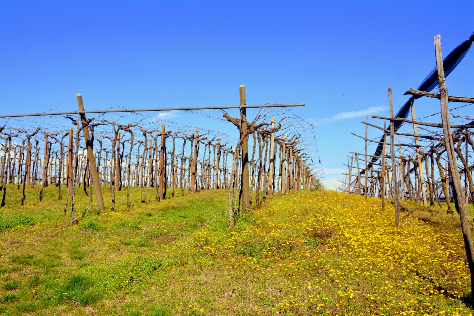Outdoors industry vineyard