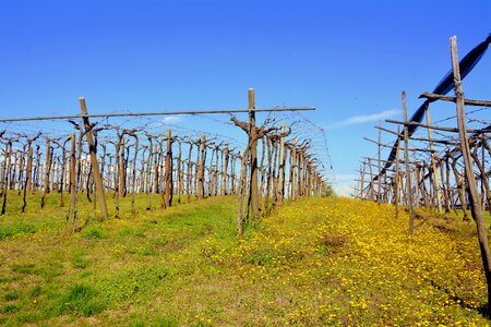 Outdoors industry vineyard