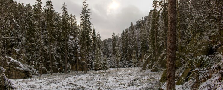 Tree landscape winter photo