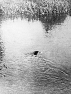 Zoogdieren , waterrat, Bestanddeelnr 193-0056