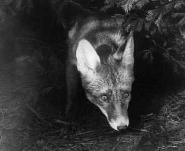 Zoogdieren , vos, Bestanddeelnr 193-0028