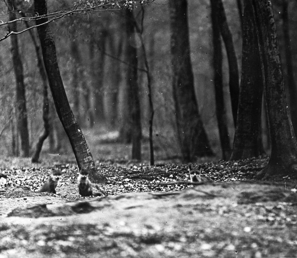 Zoogdieren , vos, Bestanddeelnr 193-0033