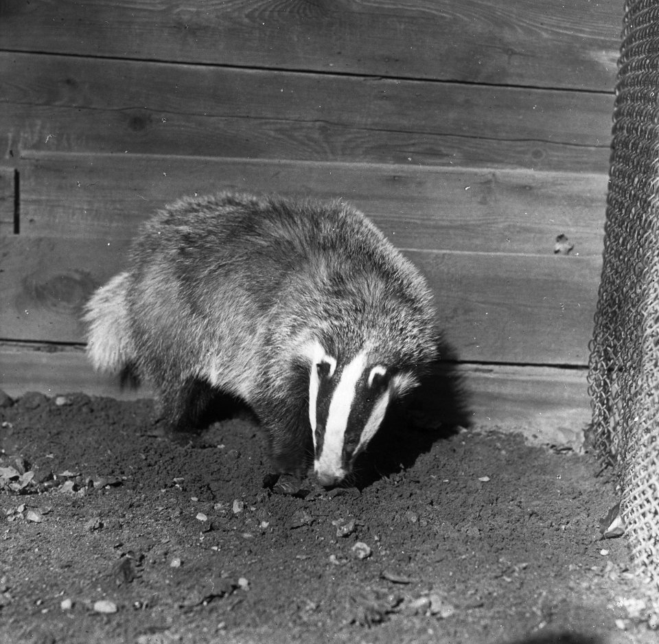 Zoogdieren , das, Bestanddeelnr 193-0025