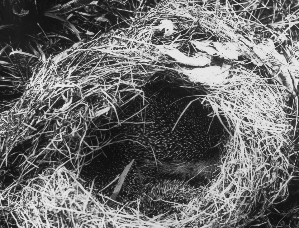 Zoogdieren , egel, Bestanddeelnr 193-0038