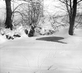 Zoogdieren, sporen, sneeuw, waterrat, Bestanddeelnr 193-0057