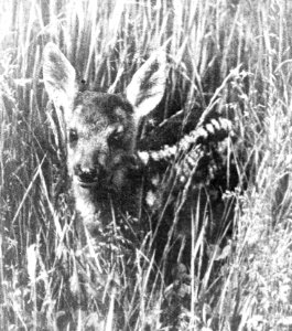 Zoogdieren , ree, Bestanddeelnr 193-0106