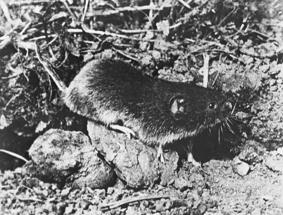 Zoogdieren , veldmuis, Bestanddeelnr 193-0067