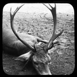 Zoogdieren , hert, kroon 10-ender, Bestanddeelnr 193-0083