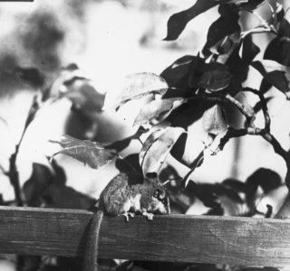 Zoogdieren , eekhoornuis (myaxix nitedula), Bestanddeelnr 193-0068