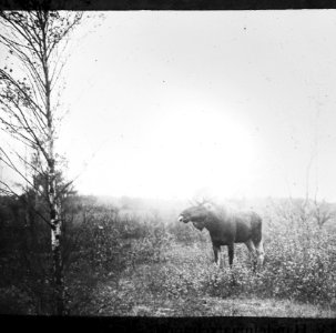 Zoogdieren , eland (stieren), Bestanddeelnr 193-0122