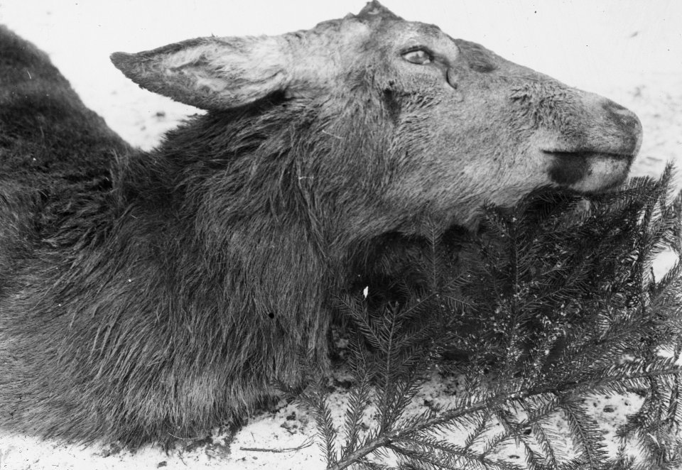 Zoogdieren , hert, Bestanddeelnr 193-0088