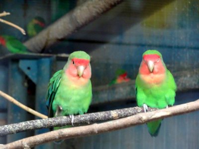 ZooBaneasa Lovebird