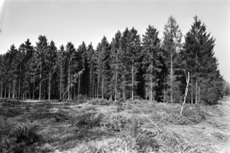 Zure regen aangestaste bomen (Gelderland), Bestanddeelnr 932-8795