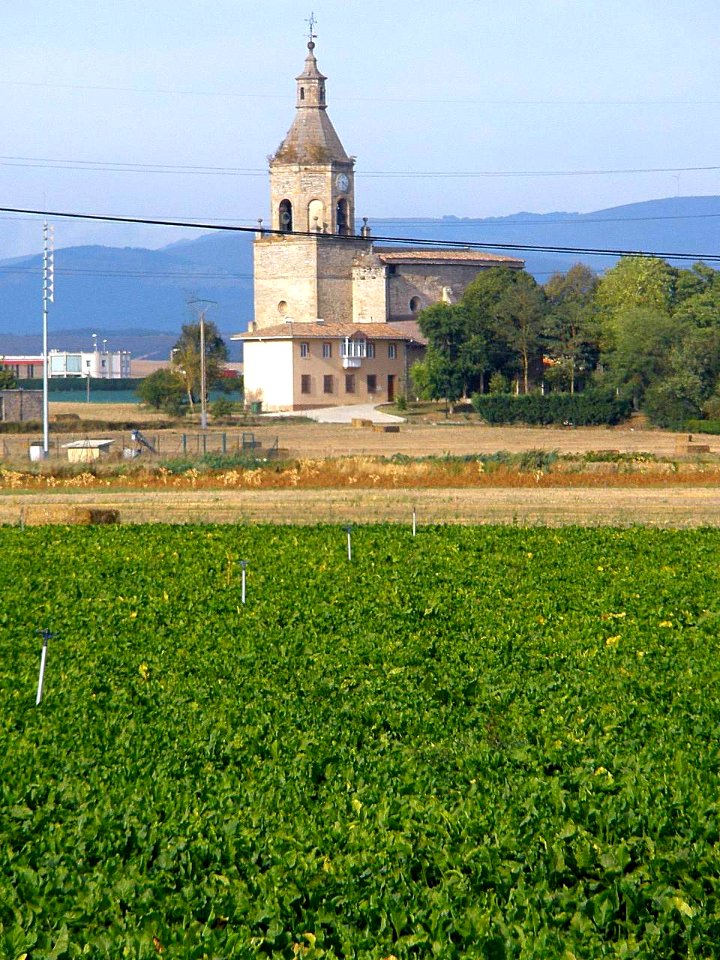 Zurbano 2