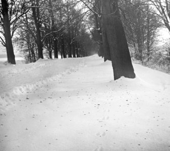 Zoogdieren, sneeuw, sporen, eekhoorn, Bestanddeelnr 193-0046