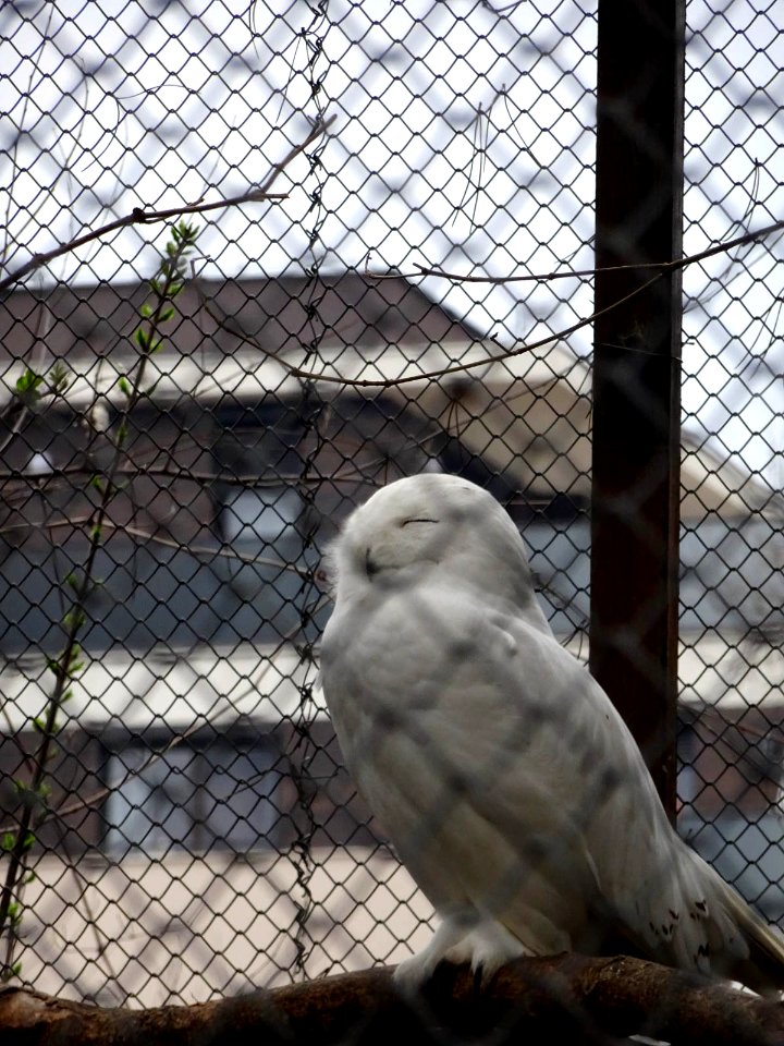 ZooBaneasa SnowyOwl