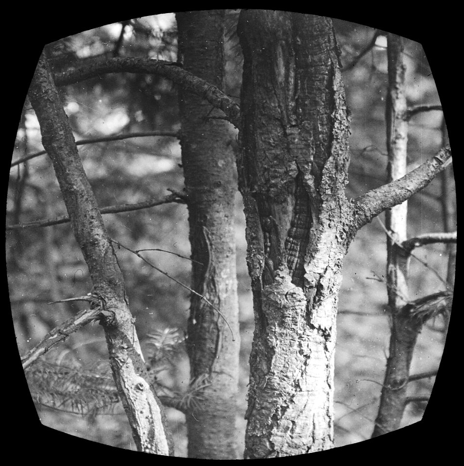 Zoogdieren, bomen, beschadigingen, hert, douglas, Bestanddeelnr 193-0078