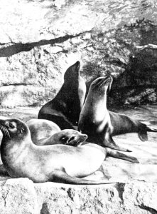 Zoogdieren, Bestanddeelnr 193-0981