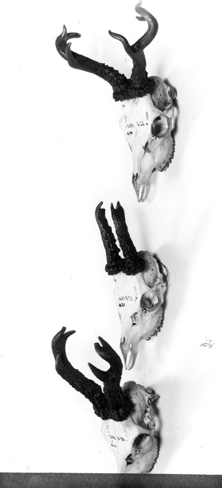 Zoogdieren, geweien, misvormd, ree, Bestanddeelnr 193-0103