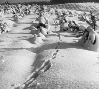 Zoogdieren, sporen, sneeuw, hert, Bestanddeelnr 193-0073
