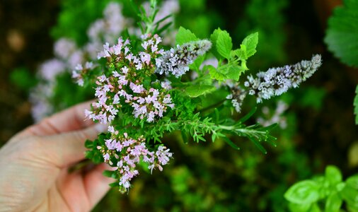 Aromatic aroma herbal fragrance photo
