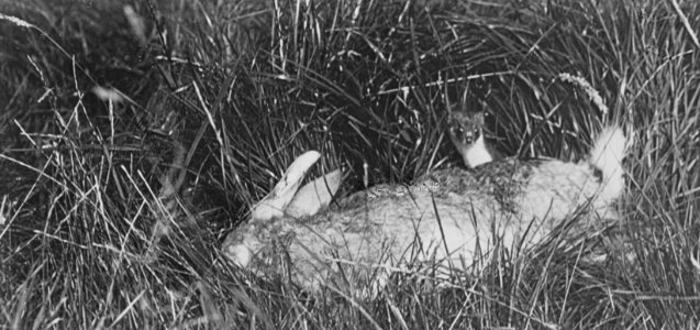 Zoogdieren , wezel, konijn, Bestanddeelnr 194-0554