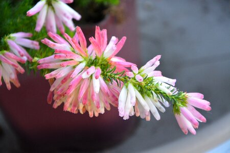 Original plant pot photo