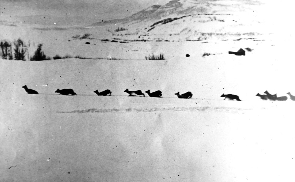 Zoogdieren , wapiti's (cervus canadensis), Bestanddeelnr 193-0125
