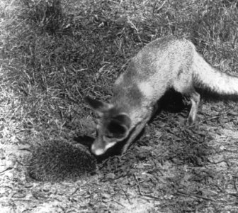 Zoogdieren , vos, egel, Bestanddeelnr 193-0030