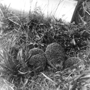 Zoogdieren , egel, Bestanddeelnr 193-0036