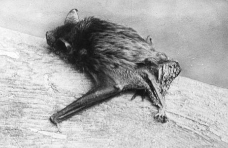 Zoogdieren , laatvlieger, vesperugo serotina, Bestanddeelnr 193-0005