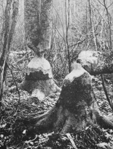 Zoogdieren, vreterij, bever, essen lake superior, Bestanddeelnr 193-0062