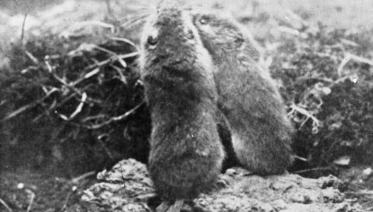 Zoogdieren , veldmuis, Bestanddeelnr 193-0065