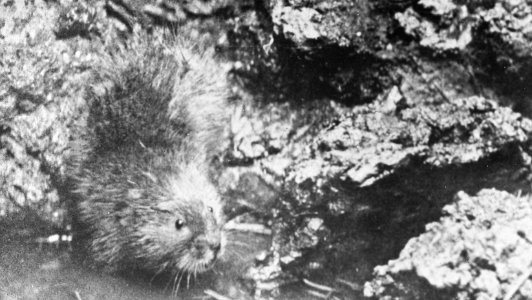 Zoogdieren , waterrat, Bestanddeelnr 193-0055