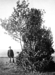 Zoogdieren , wilde kers, hulst, Bestanddeelnr 194-1247