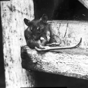 Zoogdieren , huismuis, Bestanddeelnr 193-0053