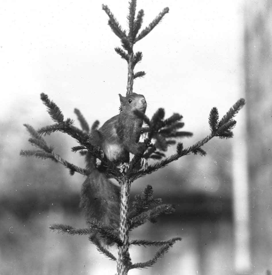 Zoogdieren , eekhoorn, Bestanddeelnr 193-0043