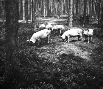 Zoogdieren , varken, Bestanddeelnr 193-0984