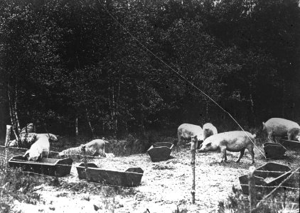 Zoogdieren , varken, Bestanddeelnr 193-0114