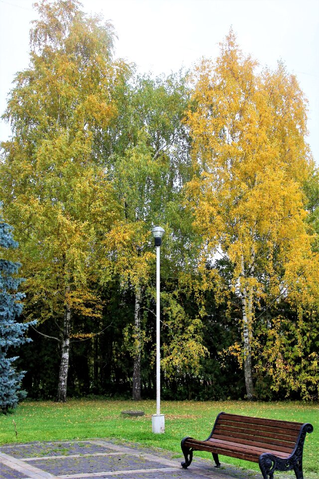 Park trees yellow trees